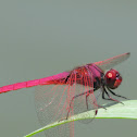 Crimson marsh Glider