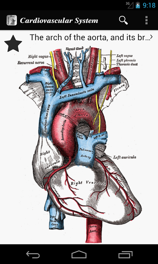 Grays Anatomy Student Edition Pdf Download - motohigh-power