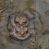 American Toads (mating)