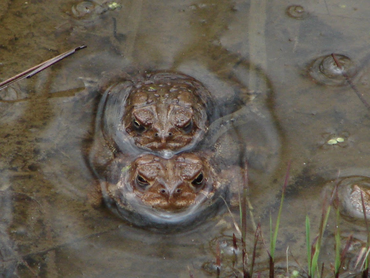 American Toads (mating)