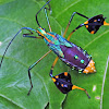 Passion fruit bug nymph