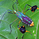 Passion fruit bug nymph