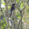 Variable Oriole