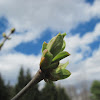Common Lilac (bud)