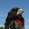 Rose-breasted Grosbeak