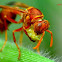 Red wasp