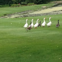 Domestic Geese and Canada Geese