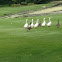 Domestic Geese and Canada Geese