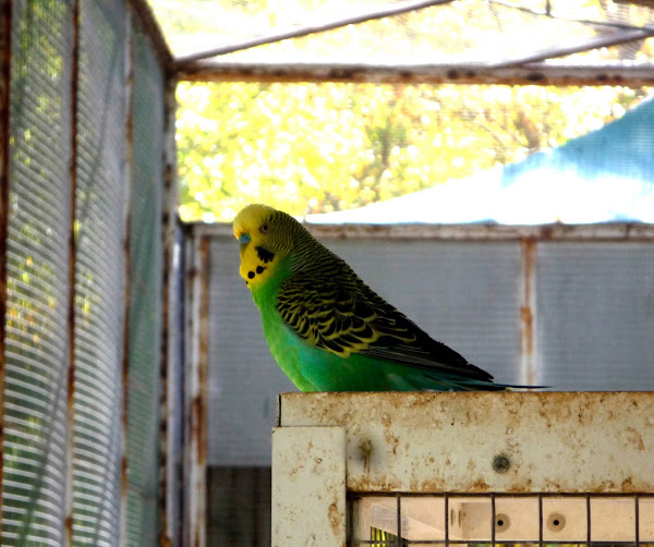 Periquito. Budgerigar | Project Noah