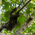 Three fingered Sloth