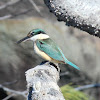 Sacred Kingfisher