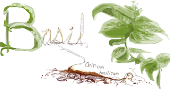 ~Ocimum basilicum~
