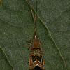 Long-horned Moth