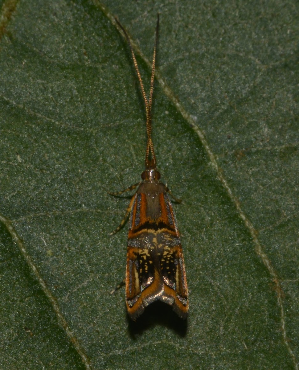 Long-horned Moth