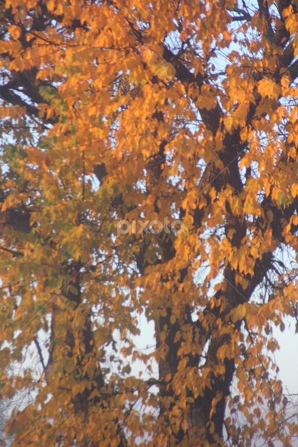 Fall Colors by Linda Poessnecker - Nature Up Close Trees & Bushes