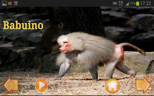 Download Animals Pictures (in Spanish) APK for PC