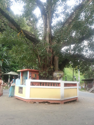 Daulagala Bo Tree