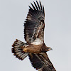 Aguila Calva (juvenil) Young Bald Eagle