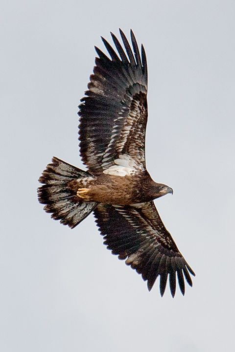 Aguila Calva (juvenil) Young Bald Eagle