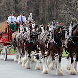 Budweiser Clydesdale's by Amara Dempsey -  