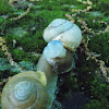 terrestrial pulmonate gastropod molluscs