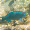 Queen parrotfish (terminal phase)