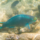 Queen parrotfish (terminal phase)