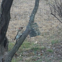 Northern Yellow-shafted Flicker