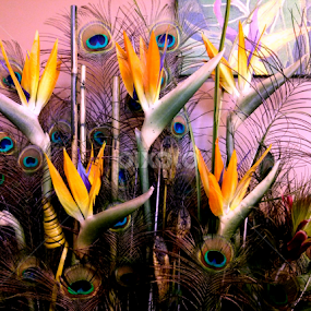 Peacocks and Paradise by Steve Cooper - Nature Up Close Other Natural Objects