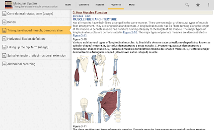 Muscular System Manual poster 14