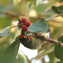 Coppersmith barbet