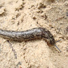 Dappled slug