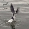 Laughing gull