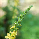 Common agrimony, church steeples or sticklewort