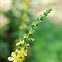 Common agrimony, church steeples or sticklewort