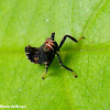 Leaf hopper, nymph