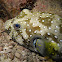 White-spotted Puffer