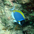 Powder Blue Surgeon Fish
