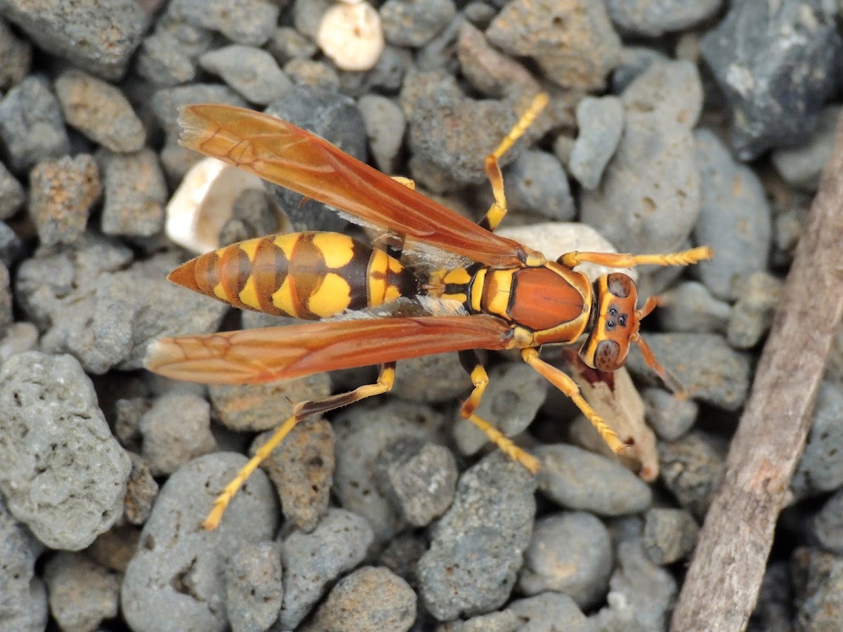 Yellow paper wasp