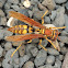 Yellow paper wasp