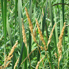 canary reed grass