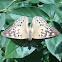 Hackberry Emperor