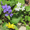 Spring Beauty, Celandine and Wood Violet