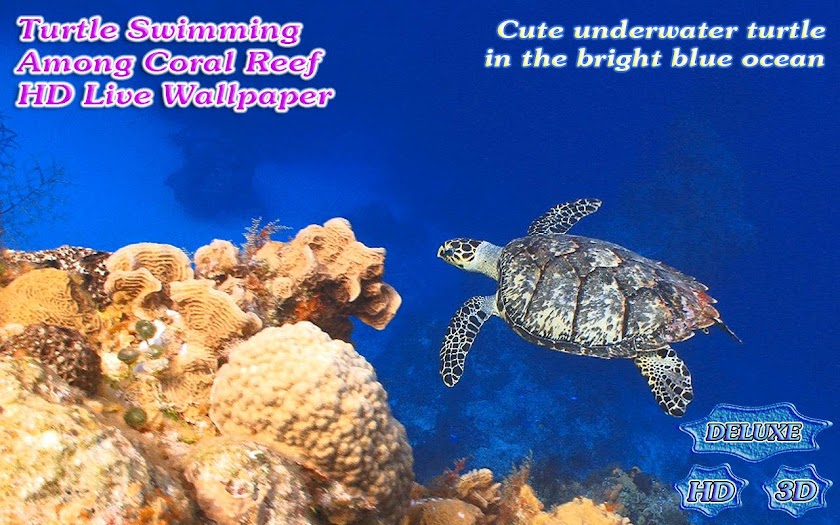 Turtle Swimming Coral Reef HD Screen 2
