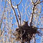 Great Horned Owl