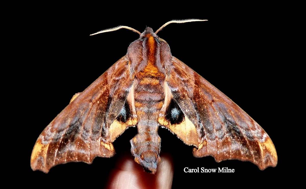 Small-Eyed Sphinx Moth