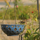 Song Sparrows 