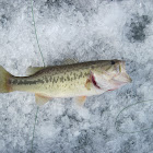 Largemouth Bass