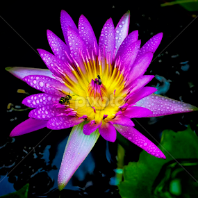 by Kokien Photography - Flowers Single Flower