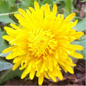 Common Dandelion